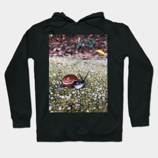 Baby Snail Hoodie